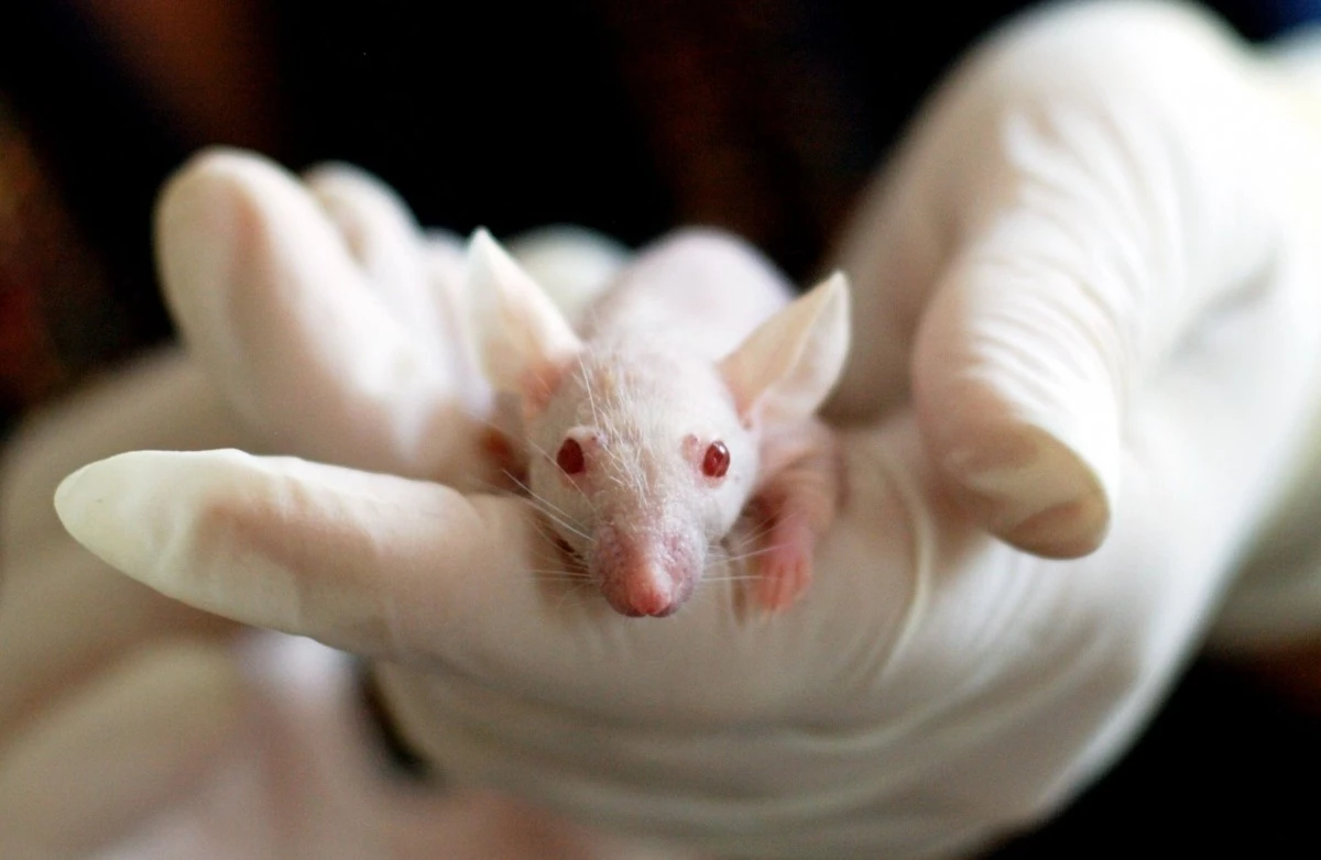 TKPlate, la piattaforma Efsa per ridurre gli esperimenti sugli animali