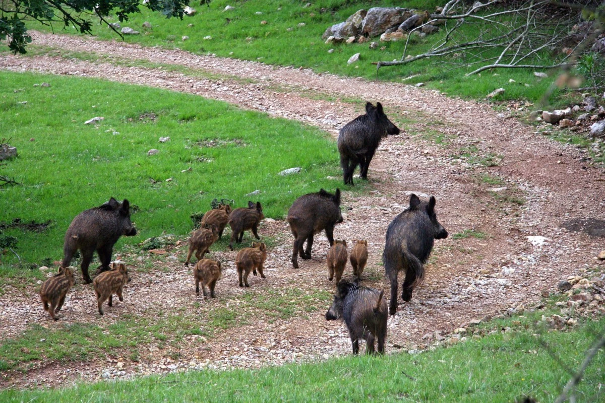 La Lombardia costruisce barriere per tenere fuori la peste suina