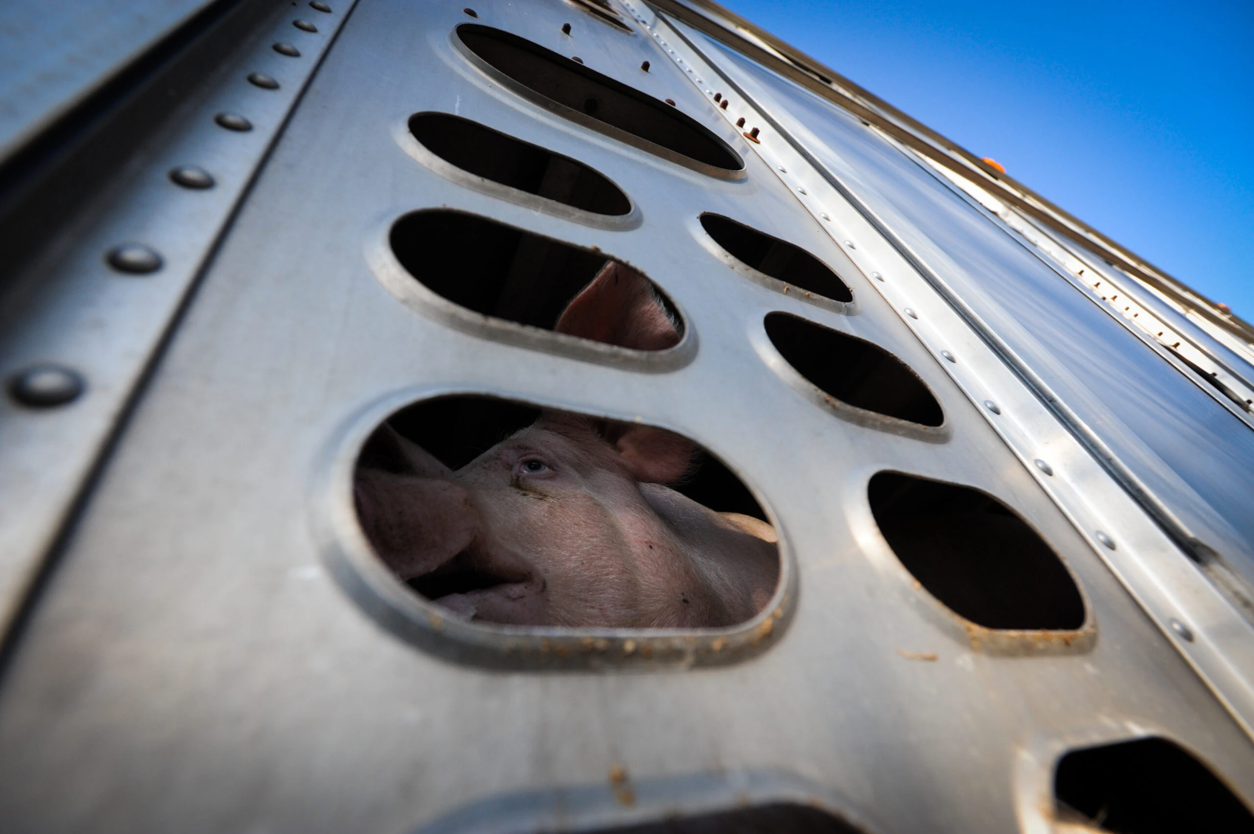 La Ue vuole viaggi più brevi per gli animali da allevamento