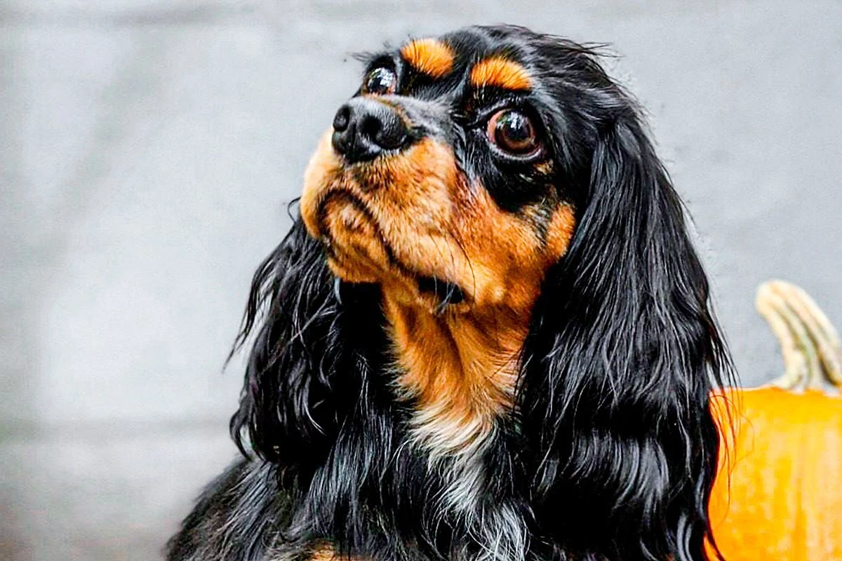 5 dicas para tirar fotos profissionais do seu pet em casa
