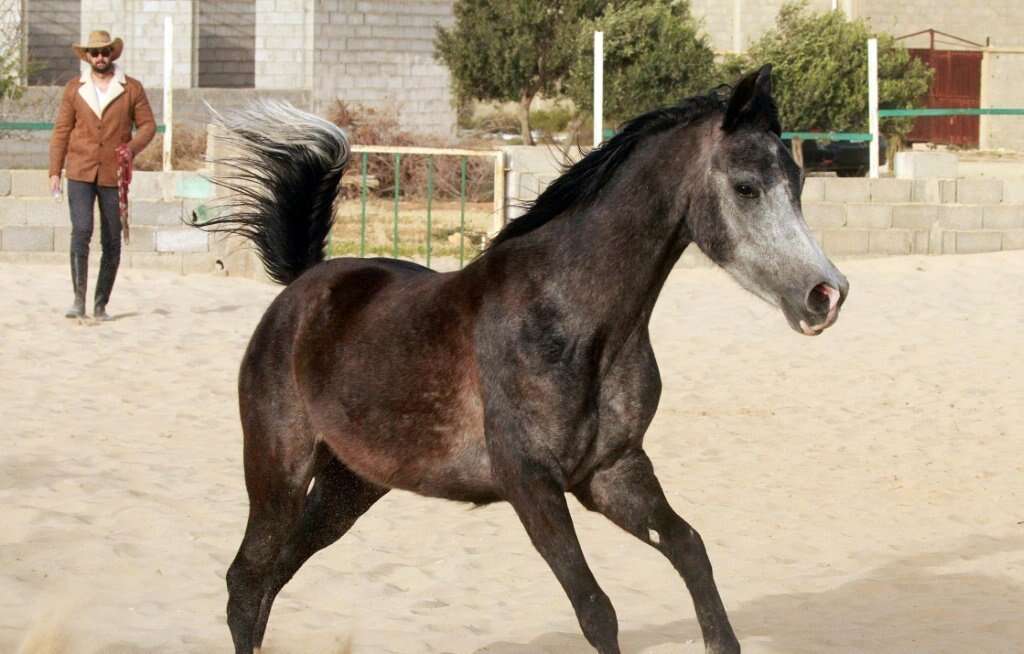 O cavalo entende melhor quando você fala como se ele fosse um bebê