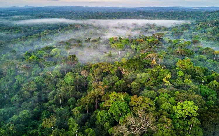 Brasil é a “Arábia Saudita” do carbono e pode atrair US$ 45 bi, diz estudo
