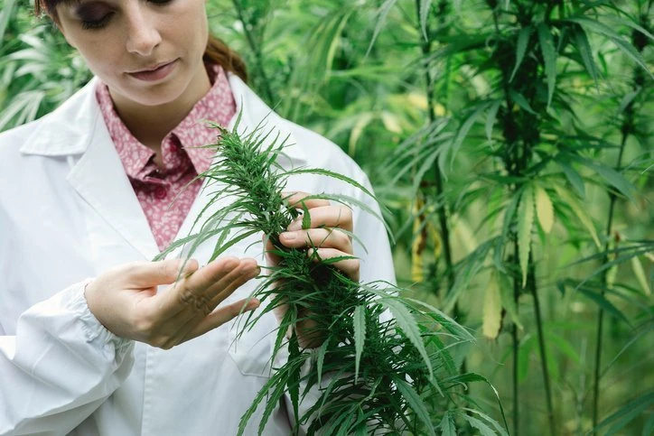Startup HempMeds disponibiliza aulas gratuitas sobre canabidiol