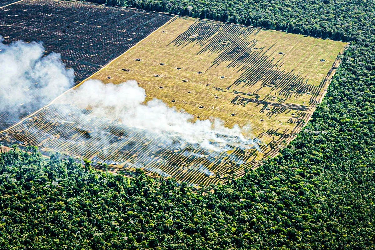 Reino Unido busca banir produtos ligados ao desmatamento ilegal