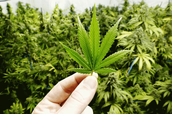 Argentina legaliza maconha medicinal e cultivo em casa