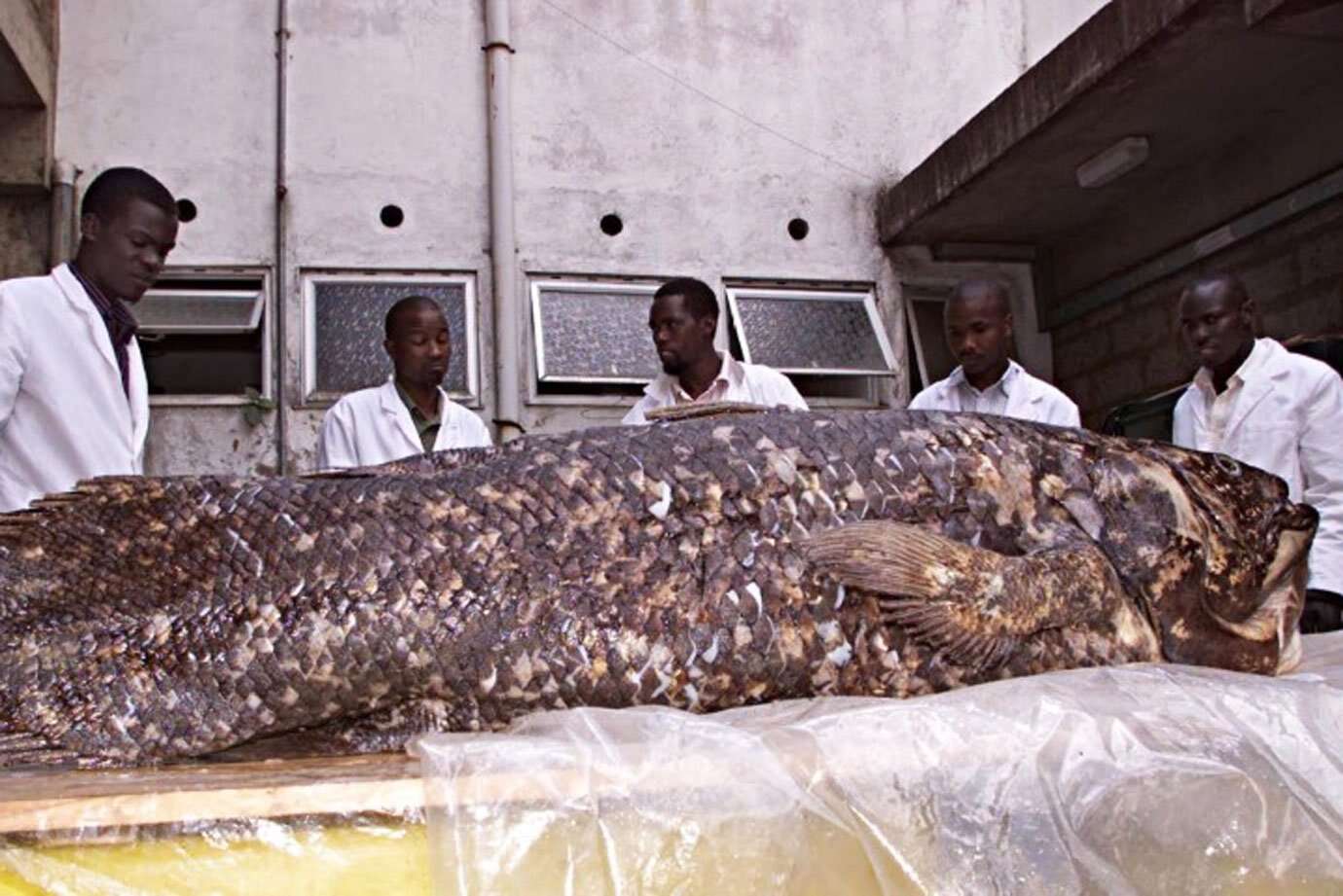 Peixe gigante conhecido como 'fóssil vivo' pode viver até 100 anos