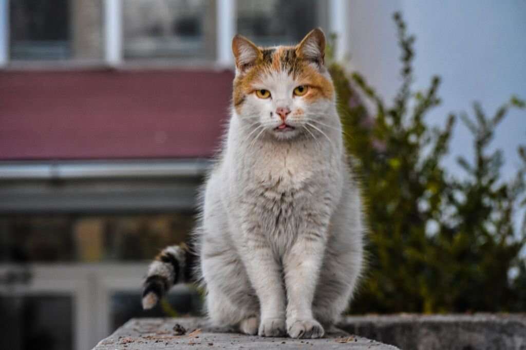 Cientistas estudam morte de uma gata por covid-19 em Caxias do Sul