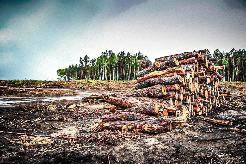 Desmatamento em área de conservação avança 312% no Brasil