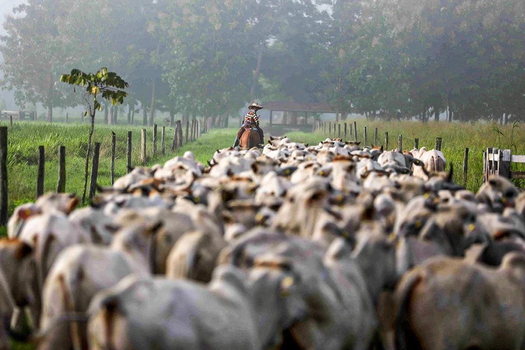 Brasil produz mais carne usando menos terra, diz presidente da JBS