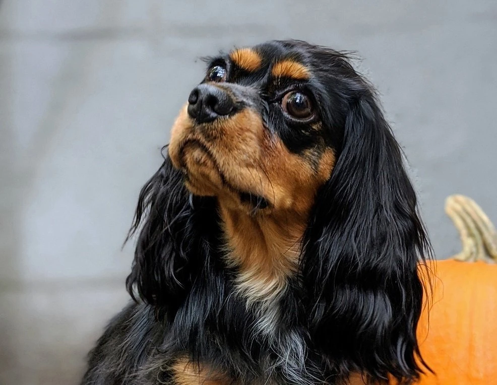 Como tirar fotos melhores de seu pet