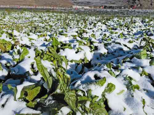 China alcanza producción récord de cereales   