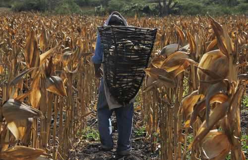 Tequila, aguacate y frutos rojos ganan terreno al maíz en Jalisco   