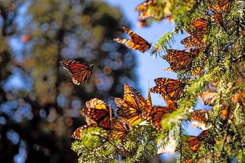 Migración de la mariposa monarca, en peligro por el uso de pesticidas   