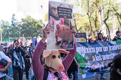 Condenan el consumo de carne   