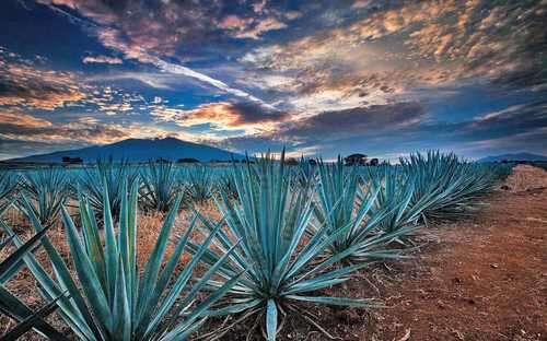 Tequila, en la mira de China   