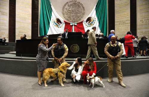 Reforman en San Lázaro la Constitución para defender derechos de los animales   