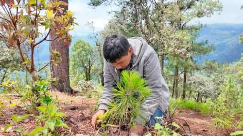 Siembran en zona amapolera de Guerrero 18 mil pinos y encinos    