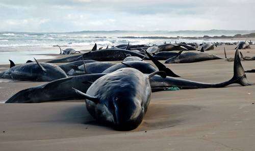 Delfines varados en Tasmania; mueren 21 de 157   