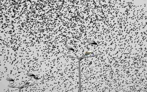 Mejor lluvia de aves y no de misiles   