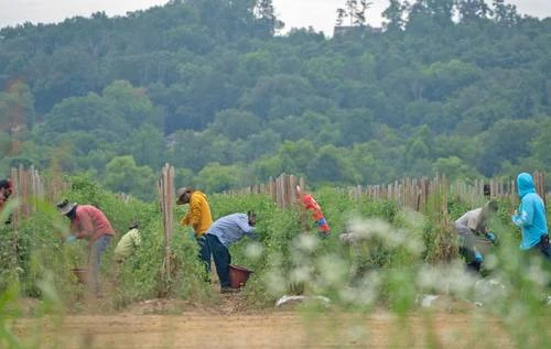 Desamparo legal a jornaleros en EU causa la muerte de mexicano   