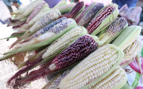 Niega Sheinbaum riesgo para el maíz blanco por importación del amarillo   