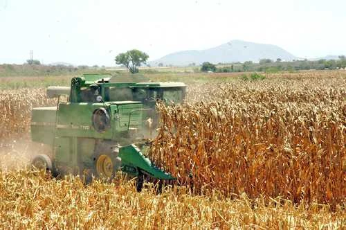 Importación de maíz blanco  se cuadruplica   