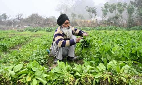 Precios mundiales de alimentos disminuyeron durante 2024: FAO   