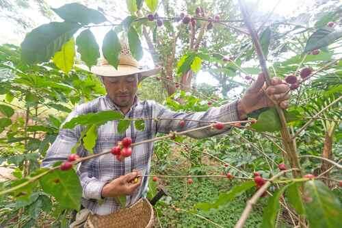 Trasnacionales ejercen un “poder desmedido” sobre mercado del café   