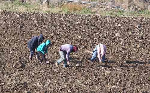 En Puebla, el cultivo de maíz y frijol dejó de ser rentable   