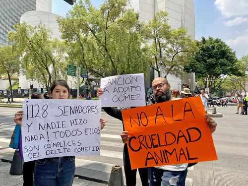 Conceden amparo a asociación civil en caso de crueldad animal   