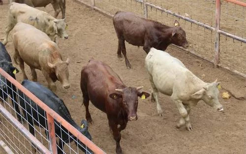 USDA: a finales de año se reanudará importación de ganado desde México   