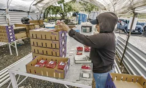 El agro desbanca a las remesas en la captación de divisas   