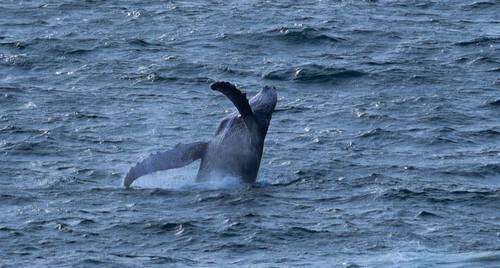 Temporada  de ballenas  en el Pacífico   