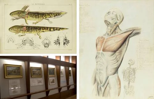 El Museo Nacional de Arte invita a descubrir el ojo científico de José María Velasco   