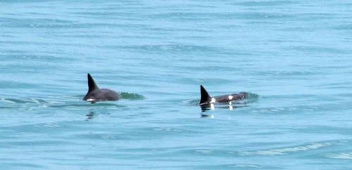 Se mantiene presencia  de la vaquita marina en  el Alto Golfo de California   