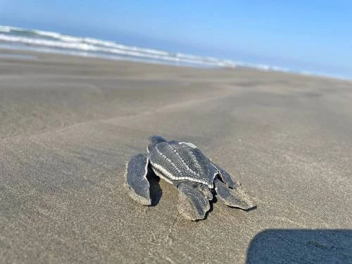 En Michoacán, 5 millones de Tortugas   