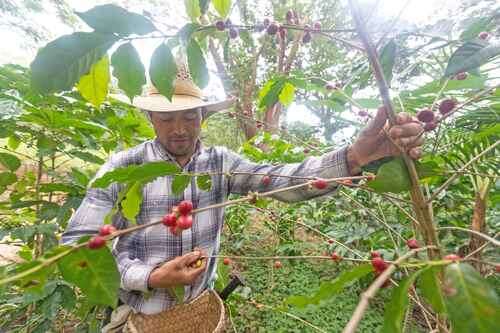 Industria de Estados Unidos pide eximir de aranceles el Café   