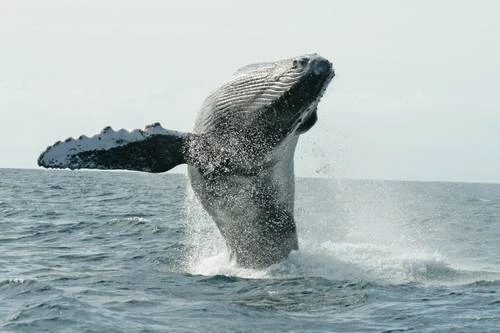 Nadadora cruzará 43 km de mar para sensibilizar sobre la ballena jorobada   