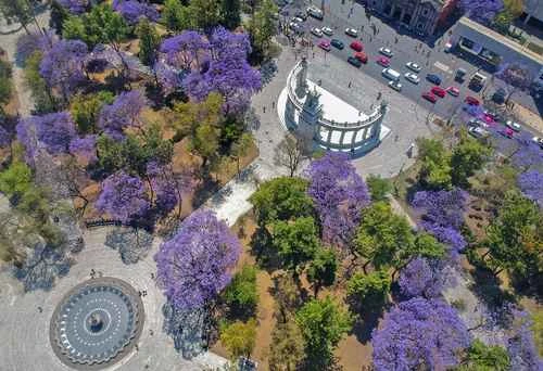 Jamoncillo, raspados, chamoy y jacarandas son algunos de  los aportes de Japón a México   