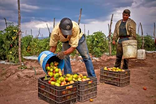Con tarifa al jitomate mexicano, exportaciones caerán 25%: GCMA   
