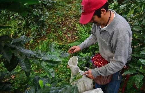 Los precios internacionales del café se disparan a niveles récord    