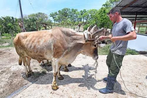 Agradece Cuba a China envío de 15 mil toneladas de arroz   