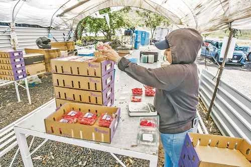 Entrar al agromercado de la UE exige inversión logística   