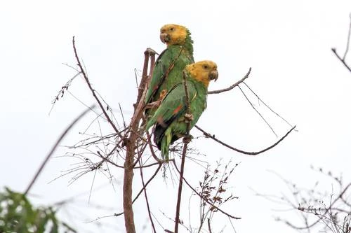 Advierte Profepa sobre la compra irresponsable  de fauna exótica   