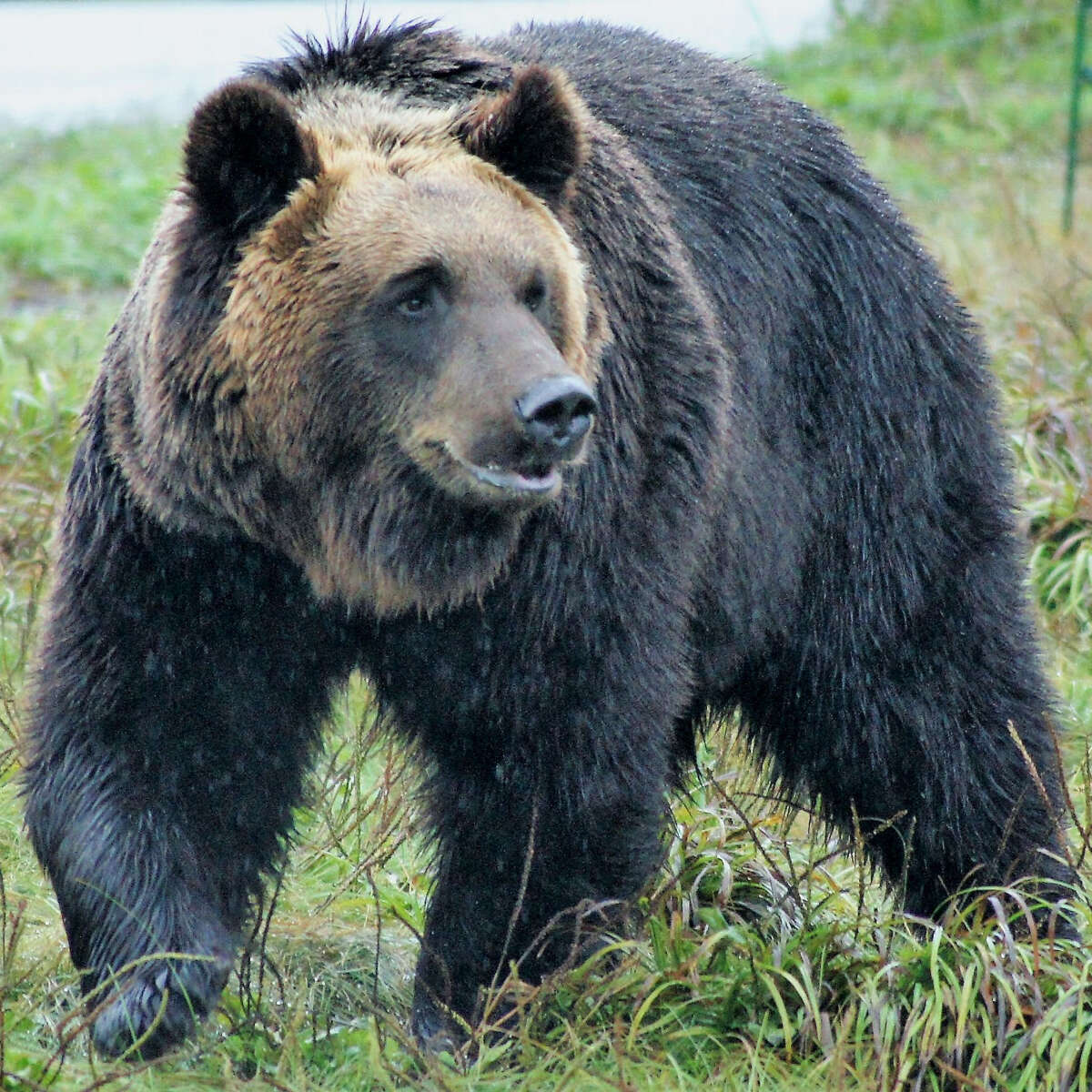 「バイト並み日当」でヒグマとハンターを戦わせる北海道の町役場に怒りの声が殺到中！