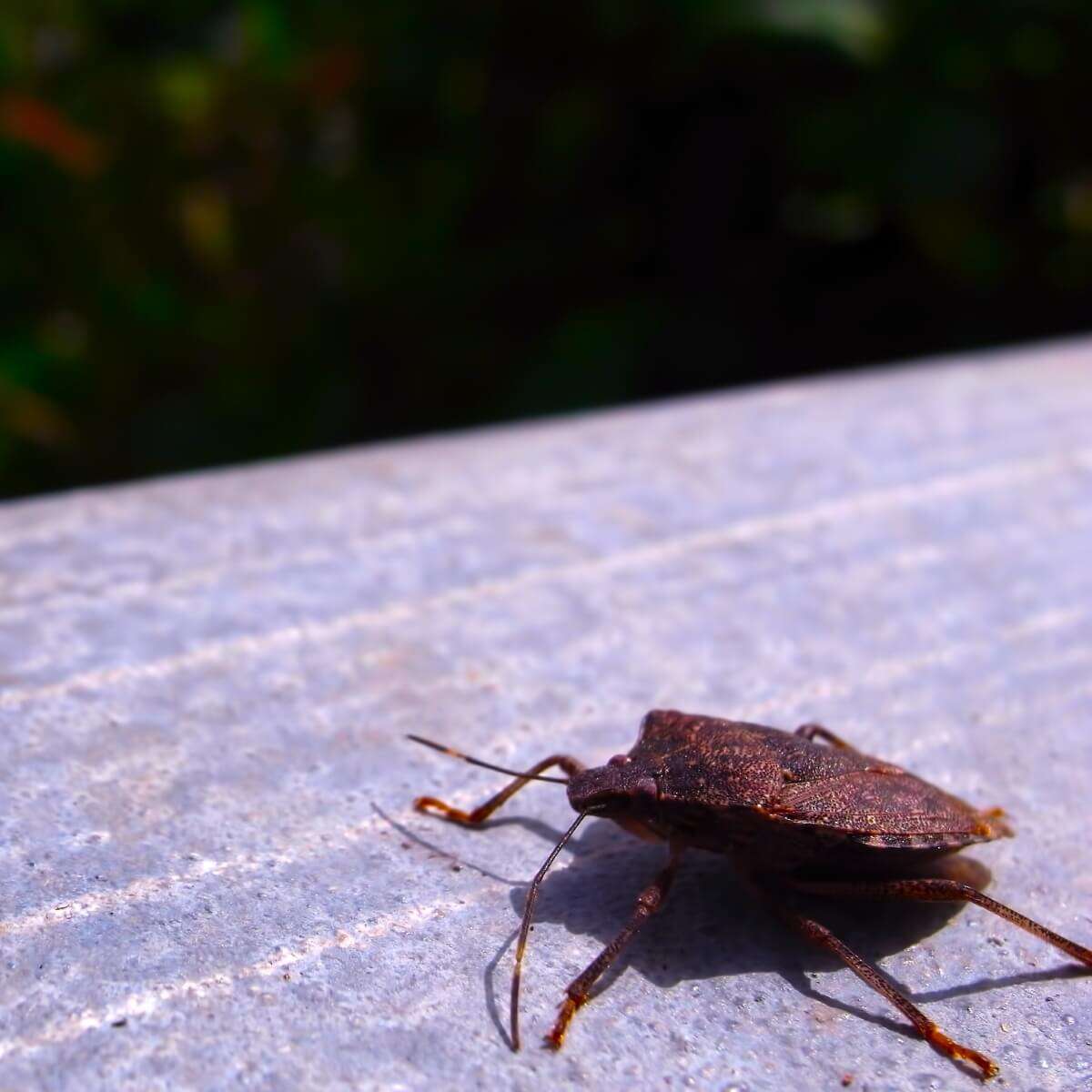 「カメムシ」が全国で大量発生! 　アノ激臭を嗅がずに済む“出くわした時の対応”