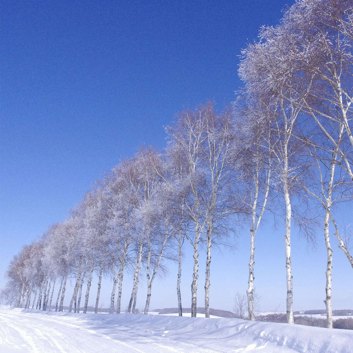 北海道・美瑛の「シラカバ並木」ついに伐採！地元を悩ませた外国人観光客の非常識行為