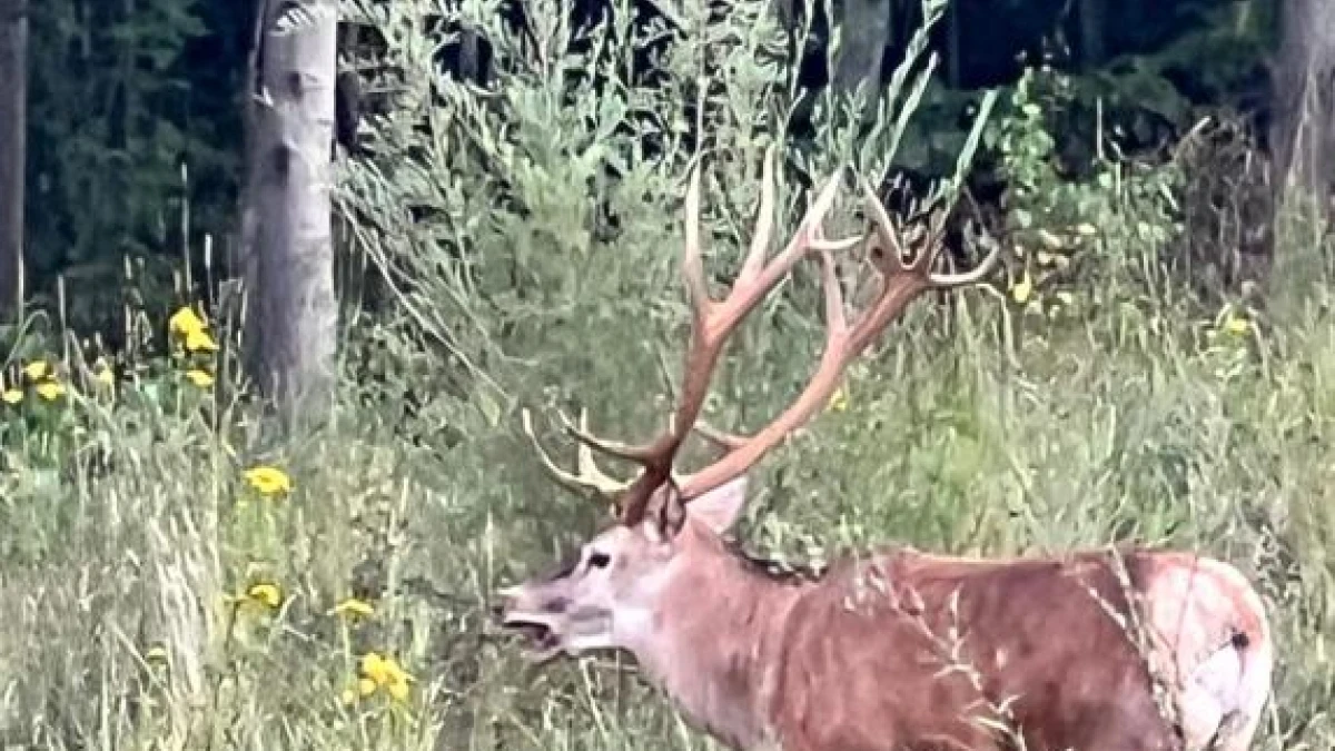 Martino, il cervo «star» di Bardonecchia rimane ferito in una baita ma viene salvato dai veterinari del Canc dopo l’allarme dei turisti