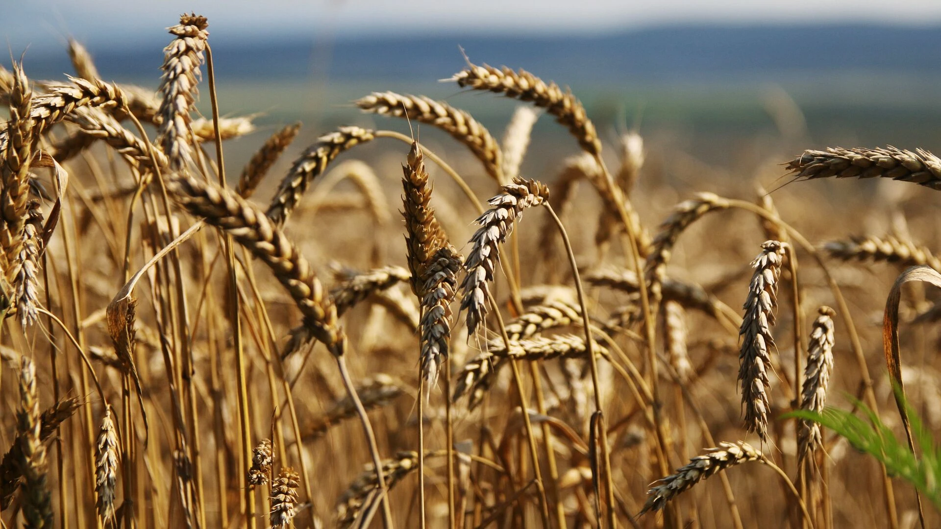 Российский экспорт продукции АПК в Казахстан превысил $1 млрд