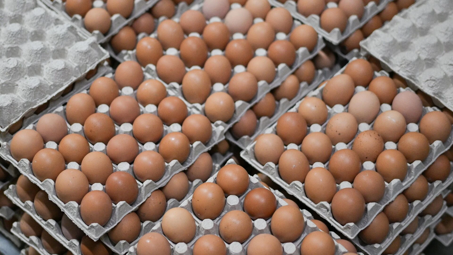 Казахстан лидирует в ЕАЭС по производству сельхозпродукции - ЕЭК